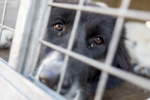 What Is Considered Animal Abuse Under California Law? | Chambers Law Firm