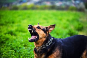 Is It Legal to Own an Attack Dog in California?