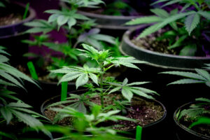 Legal Marijuana Possession in California