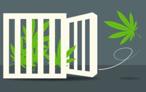 Possession of Marijuana No Longer a Felony Offense for California Inmates