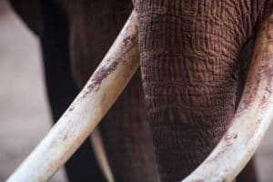 New California Law Penalizes Ivory Sellers