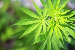 Marijuana DUI in Southern California