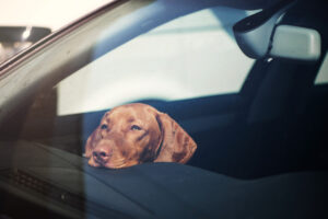 Can You Be Charged with a Crime in California for Leaving Your Dog in the Car?